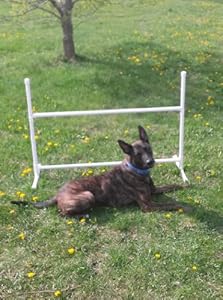 Single Adjustable Jump Dog Agility Equipment (No tape, Economy)