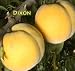 Dixon Cling Peach Tree Five Gallon Container