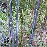 Bamboo - Thamnocalamus crassinodus
