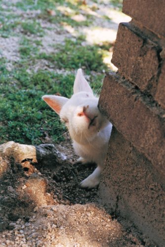 うさぎじま うさぎじま