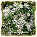 1 Oz Forked Aster (Aster furcatus) Bulk Wildflower Seeds