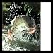 Amazing Bass And Fly Fishing Gold Wood-Mounted Art Poster Print - 16" X 20"