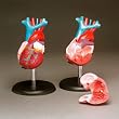 Anatomical Chart Co. Budget Life-Size Heart Model-CH7