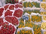 IMAGE OF Tulips at Flower Market, Amsterdam, Holland Premium Photographic Poster Print by Jon Arnold, 12x16