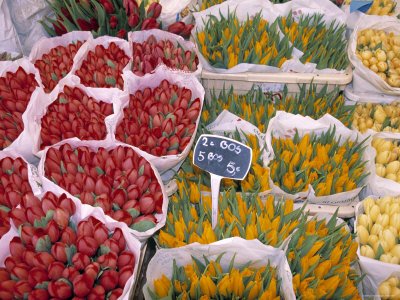 Tulips at Flower Market, Amsterdam, Holland Premium Photographic Poster Print by Jon Arnold, 12x16