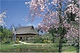 1500ピース 桜咲く茅葺き民家 15-111