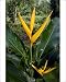 Photographic Prints of ANZ-1073 Heliconia (a species of Ginger) plant flowers at Borneo Rainforest from Ardea Wildlife Pets