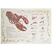 Hoffmaster 310601 Dollar Wise Recycled Paper Fashion Placemat, 14" Length x 10" Width, Lobster (Case of 1000)