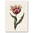 genus Tulipa 30 Combo 1 - 5" x 7" Vellum Overlay Greeting Card