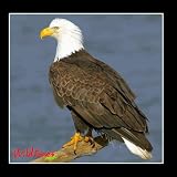 Birds of