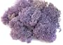 Super Moss 25141 Reindeer Moss Preserved, Purple, 8-Ounce