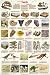 Introduction to Fossils Poster Print
