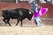 Fighting Bull Picture from Spain. Black Bull - 18