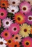 ICE PLANT LIVINGSTONE DAISY 200 SEEDS 51fA2D1MUvL. SL160 ICE PLANT LIVINGSTONE DAISY 200 SEEDS