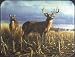 TUFTOP Cutting Board TT92021 Deer - Local Legend - Small (9' 'x12' ')