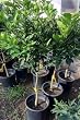 Seedless Valencia Orange Tree Standard, Five Gallon Container