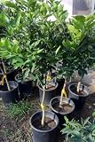 Seedless Valencia Orange Tree Standard, Five Gallon Container