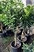 Seedless Valencia Orange Tree Standard, Five Gallon Container