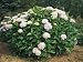 Hydrangea Flowers Growing on a Plant (Hydrangea Macrophylla) Photographic Poster Print by A. Curzi, 12x16