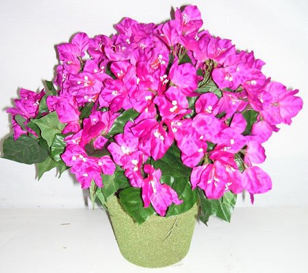 Birthmonth flower