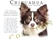 chihuahua13  - Chihuahua LONGHAIR Human Trainer Mouse Pad Dog Mousepad