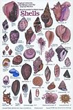 New Submersible Shell ID Card & Pocket Guide for Scuba Divers, Snorkelers & Fishermen - Beachcombers Field Guide to Shells of the Tropical Atlantic, Caribbean & the Gulf of Mexico