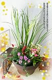 送料無料＾＾【秋の寄せ植え】～秋風～今だけの期間限定寄せ植えが新登場♪