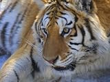 IMAGE OF China, Heilongjiang Province, Siberian Tiger, Close Up Photographic Poster Print by Keren Su, 18x24