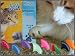 Large Soft Claws for Cats (Natural, 14 lb and up, or 9 mm length x 7 mm width)