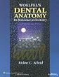 Woelfel's Dental Anatomy: Its Relevance to Dentistry (Point (Lippincott Williams & Wilkins))