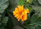 Amazon / Hirts: Perennials; Sun: Fireball Avens Perennial - Geum - Rebloomer