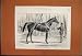 1859 The War Bridge Over River Po Turin Horses Print