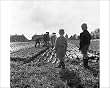 match ploughs for sale