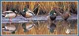 Pomegranate Waterbirds Panoramic Boxed Note Card Set (Pack of 2)