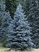 Colorado Blue Spruce (Picea Pungens), Colorado State Tree, USA Photographic Poster Print by Ned Therrien, 24x32