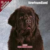 Eigenschaften Avonside Publishing Ltd.  / Kalender 2009 Neufundländer - Newfoundland