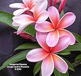 Jungle Jack’s Plumeria　プルメリア　タンジェリン・ドリーム　花なし　Plumeria 'Tangerine Dream’