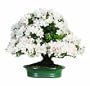 Brussel's Satsuki Azalea Specimen Bonsai, Age: 38 Yrs; Height - 19-Inch, ST0154SA-D