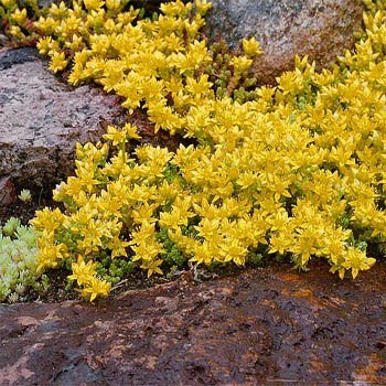 Outsidepride Sedum Acre - 10000 Seeds Outsidepride Sedum Acre - 10000 Seeds