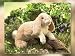 Folkmanis Puppet Floppy Bunny Rabbit