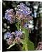 Canvas Prints of Borage in flower from Ros Drinkwater