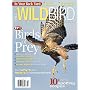 Wildbird (1-year)