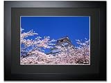 《オリジナルプリント》桜咲く鶴ヶ城（福島県/会津若松市）