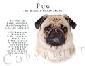Pug Human Trainer Adult Ringer T Shirt - XL