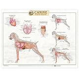 Anatomical Chart Company's Canine Internal Organ Anatomy Chart Paper