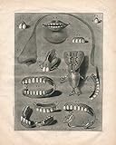 Tunnicliffe's birds : measured drawings