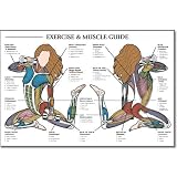 Algra Fitnus Chart Series Exercise and Muscle Guide for Female