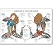 Algra Fitnus Chart Series Exercise and Muscle Guide for Female