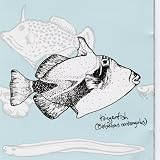 Triggerfish