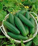 Bush Crop Cucumber Seeds - Cucumis Sativus - 1 Grams - Approx 40 Gardening Seeds - Vegetable Garden Seed Bush Crop Cucumber Seeds - Cucumis Sativus - 1 Grams - Approx 40 Gardening Seeds - Vegetable Garden Seed